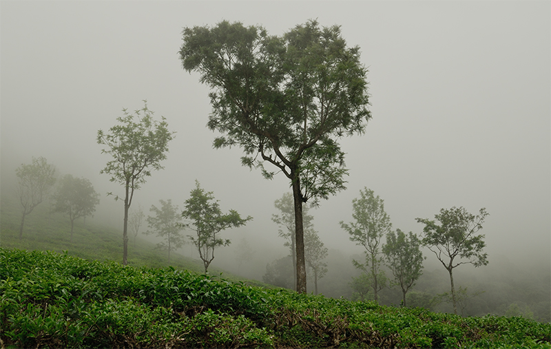 Tea Plantation in Fog