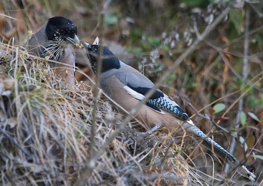 Magpie with Magpie