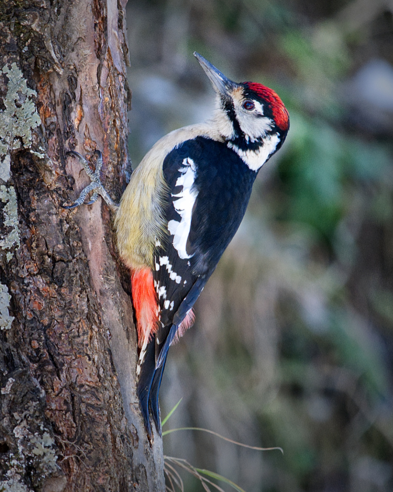 Himalayan Woodpecker