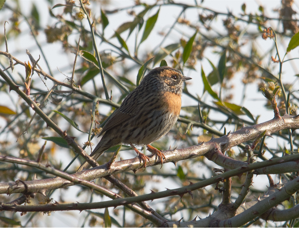 Rufous Breasted Accentor